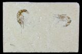 Two Cretaceous Fossil Shrimp Plate - Lebanon #107653-1